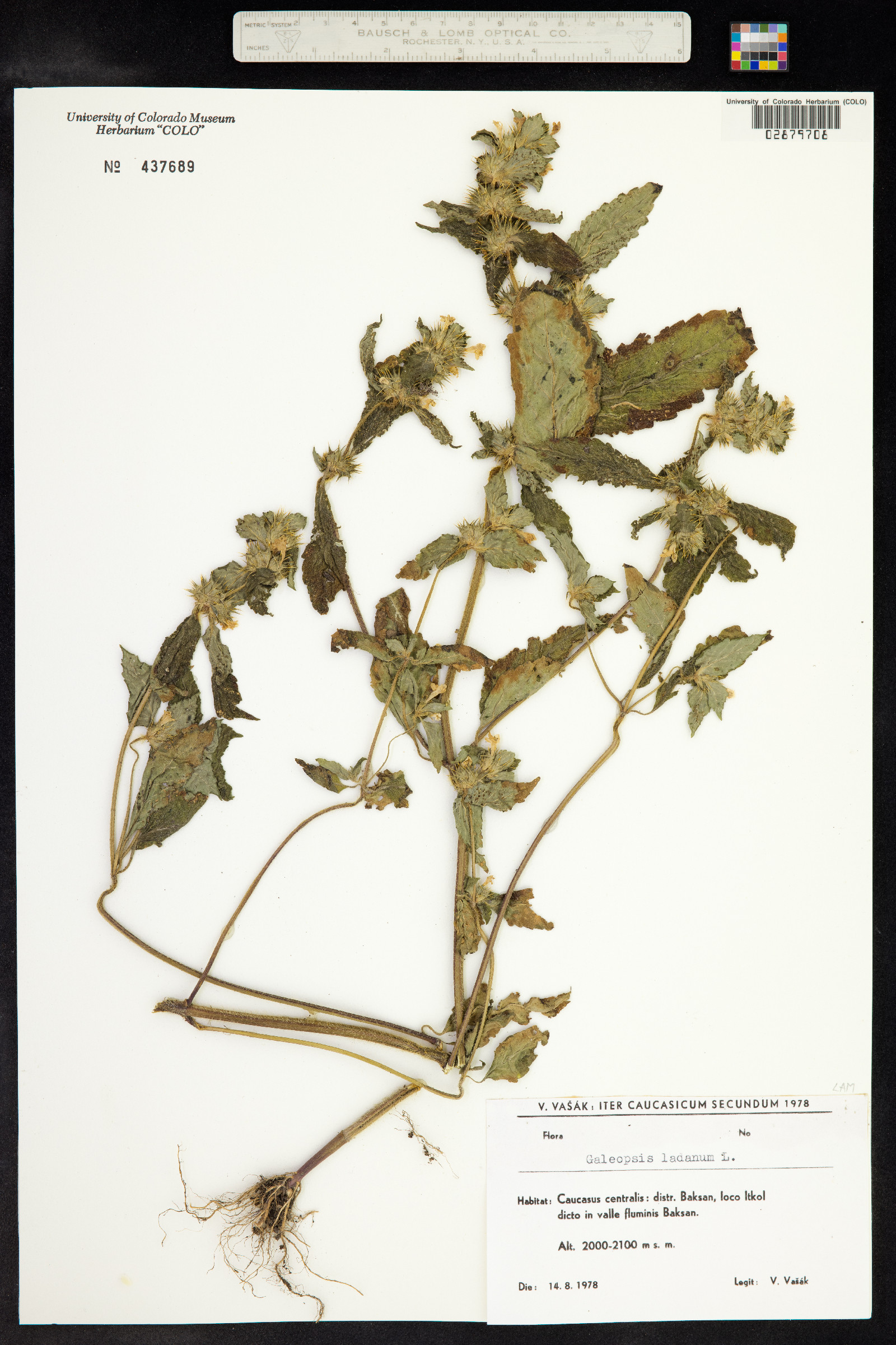 Galeopsis ladanum image