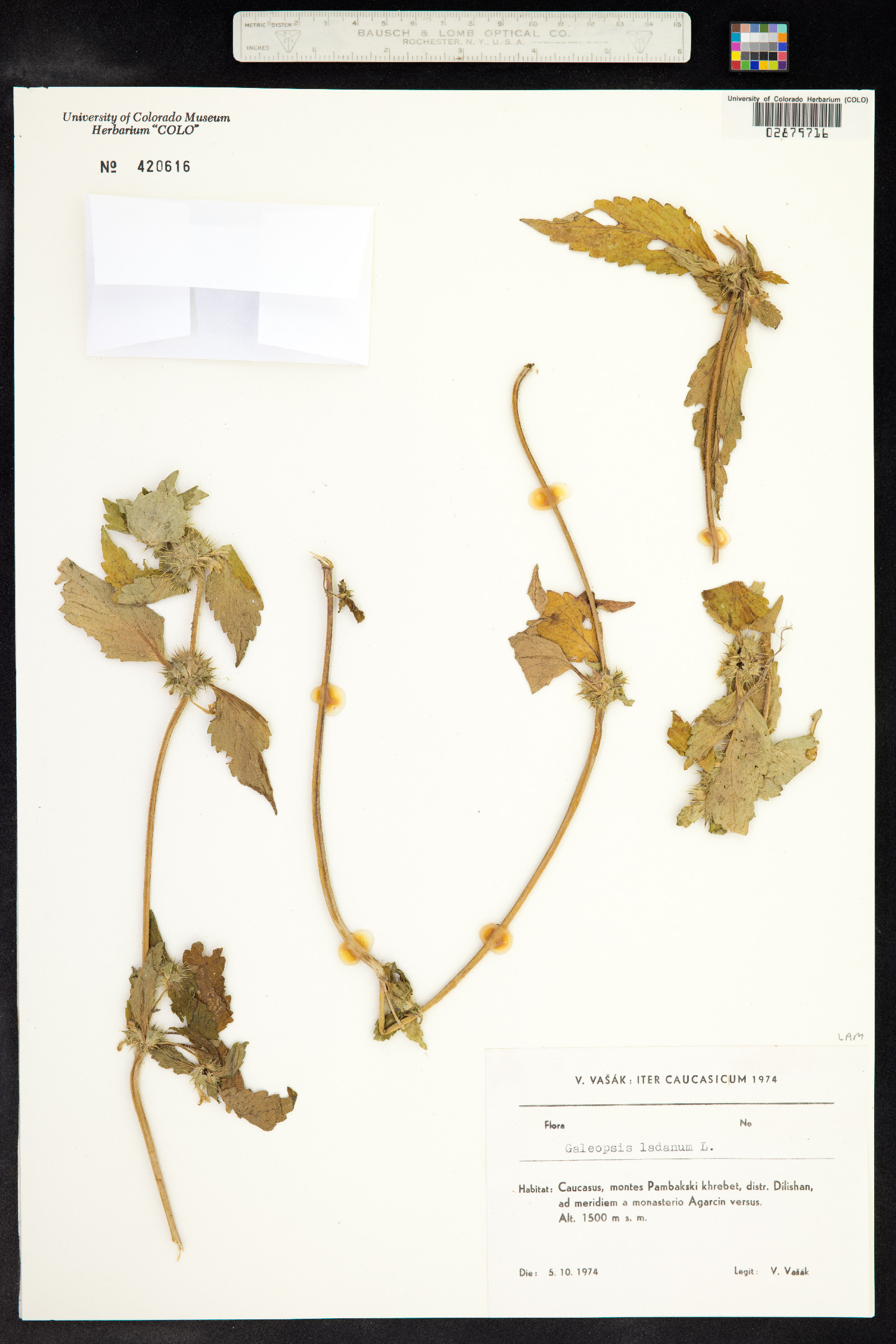 Galeopsis ladanum image