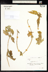 Galeopsis ladanum image