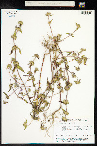 Galeopsis ladanum image