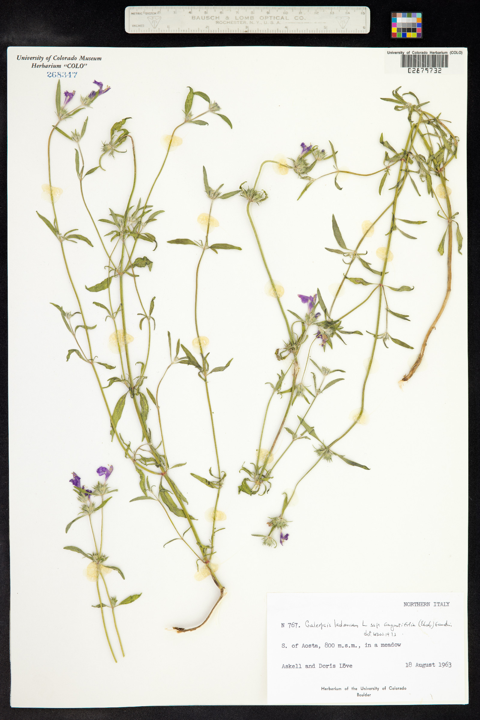 Galeopsis ladanum image