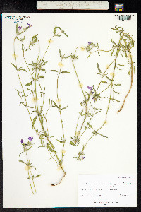 Galeopsis ladanum image