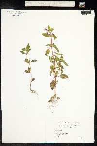 Galeopsis ladanum image