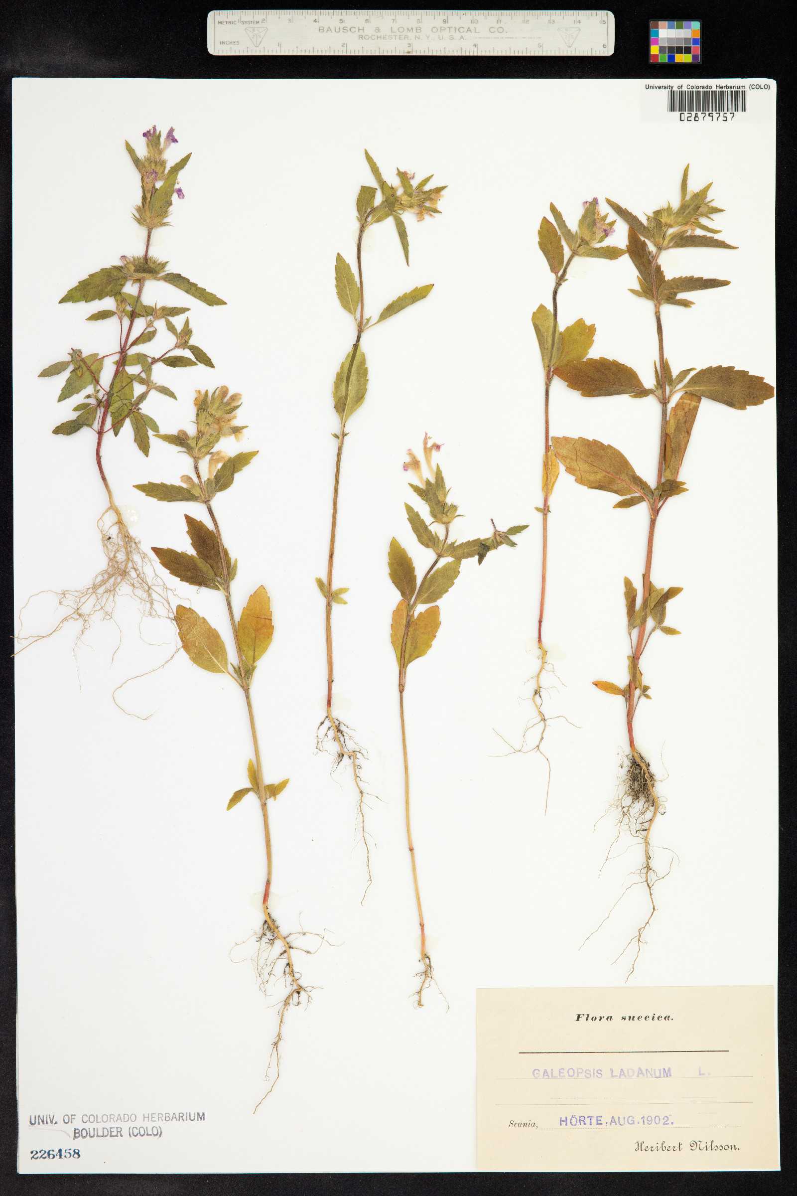 Galeopsis ladanum image