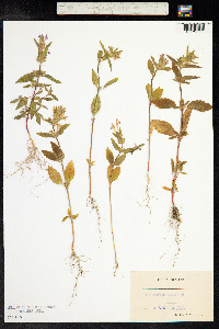 Galeopsis ladanum image