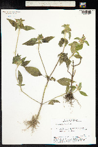 Galeopsis ladanum image