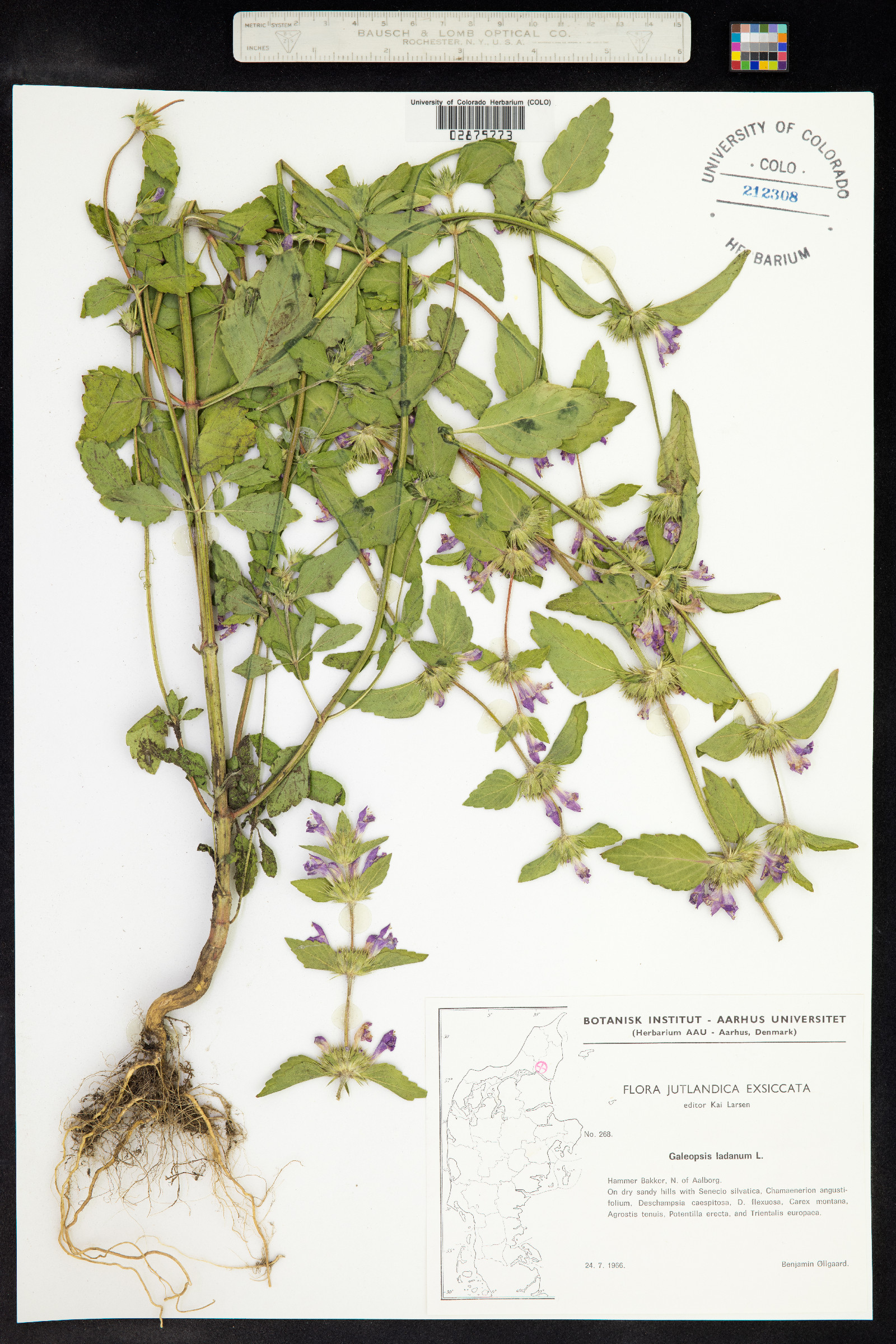 Galeopsis ladanum image