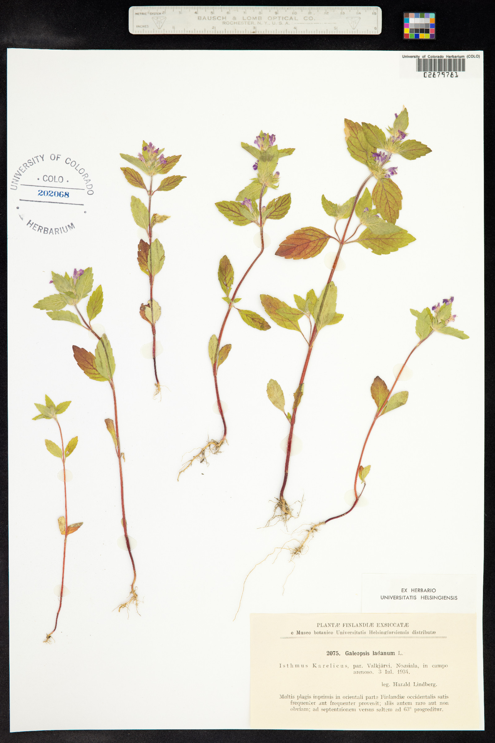 Galeopsis ladanum image
