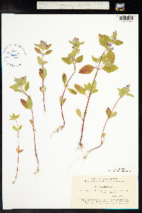 Galeopsis ladanum image