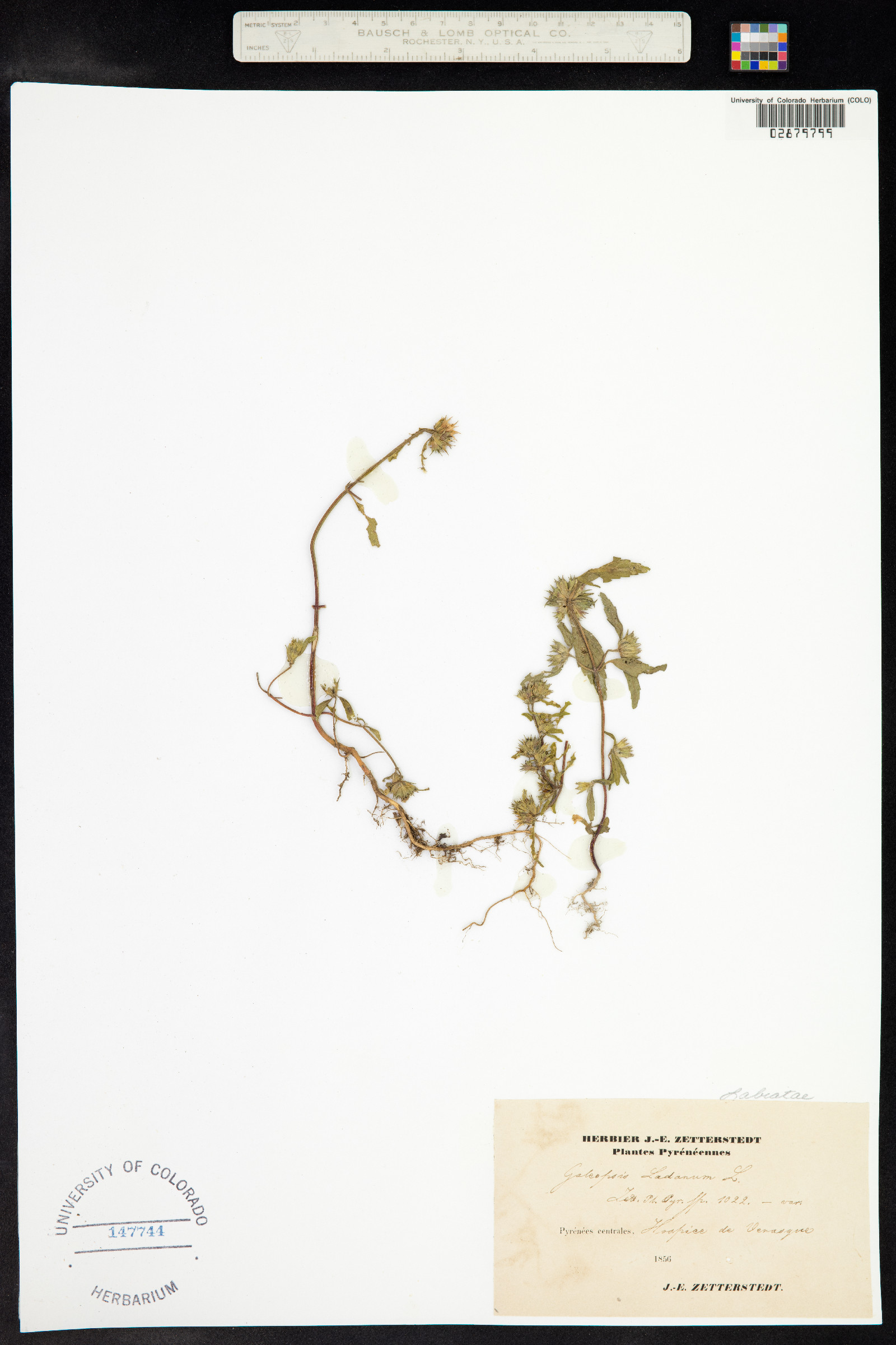 Galeopsis ladanum image