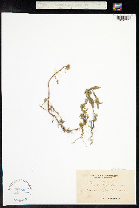 Galeopsis ladanum image