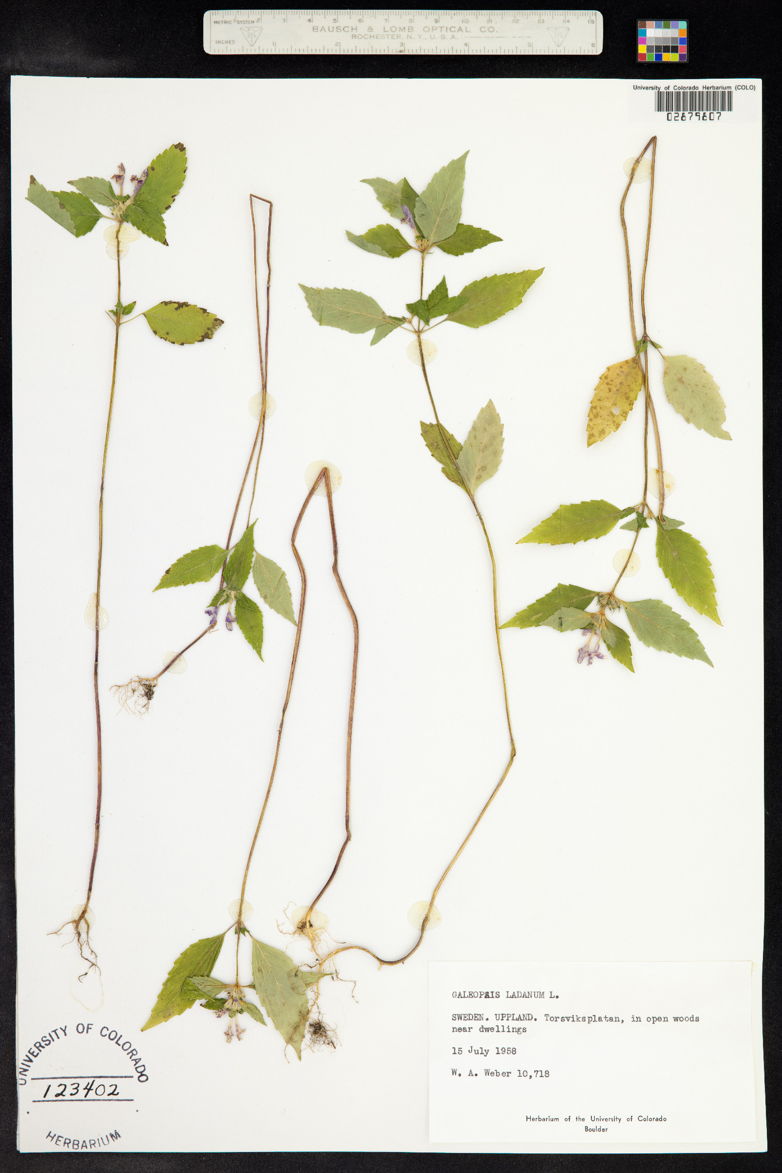 Galeopsis ladanum image