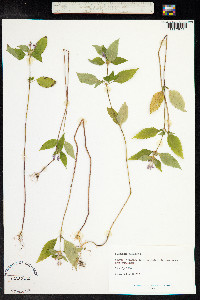 Galeopsis ladanum image