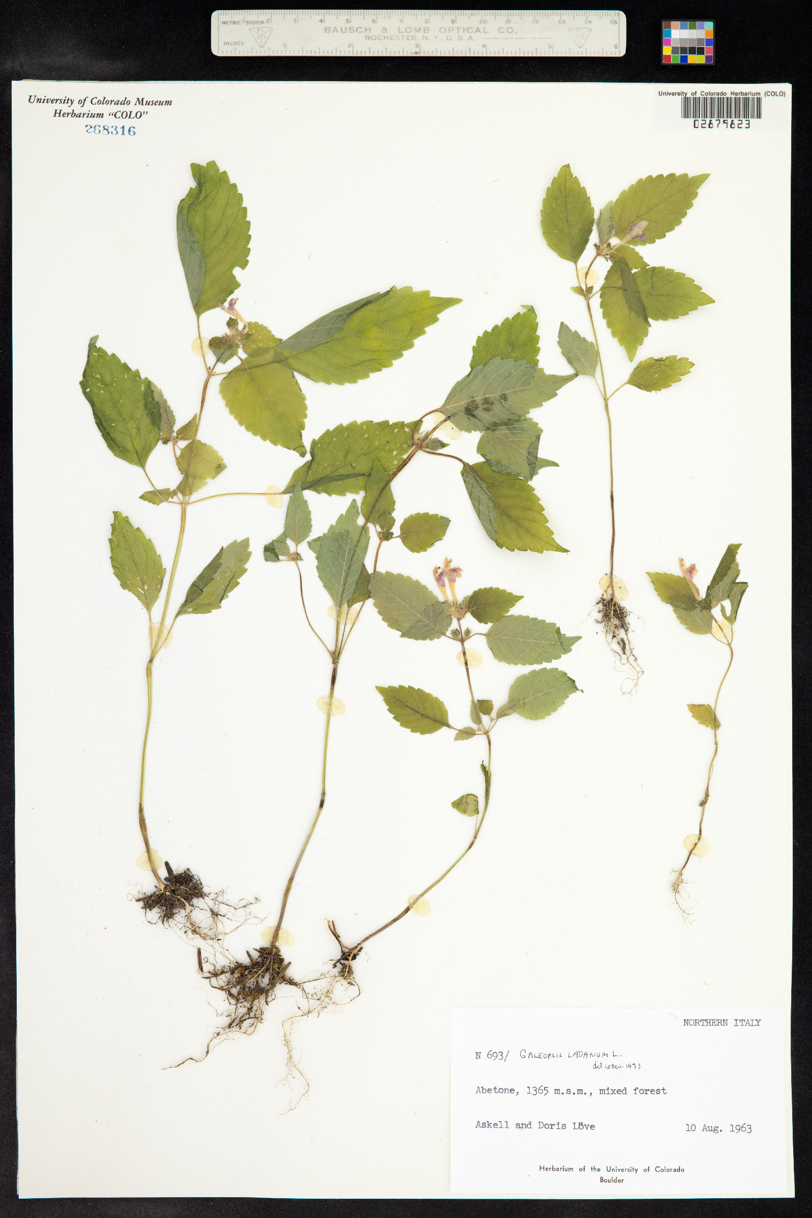 Galeopsis ladanum image