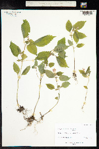 Galeopsis ladanum image