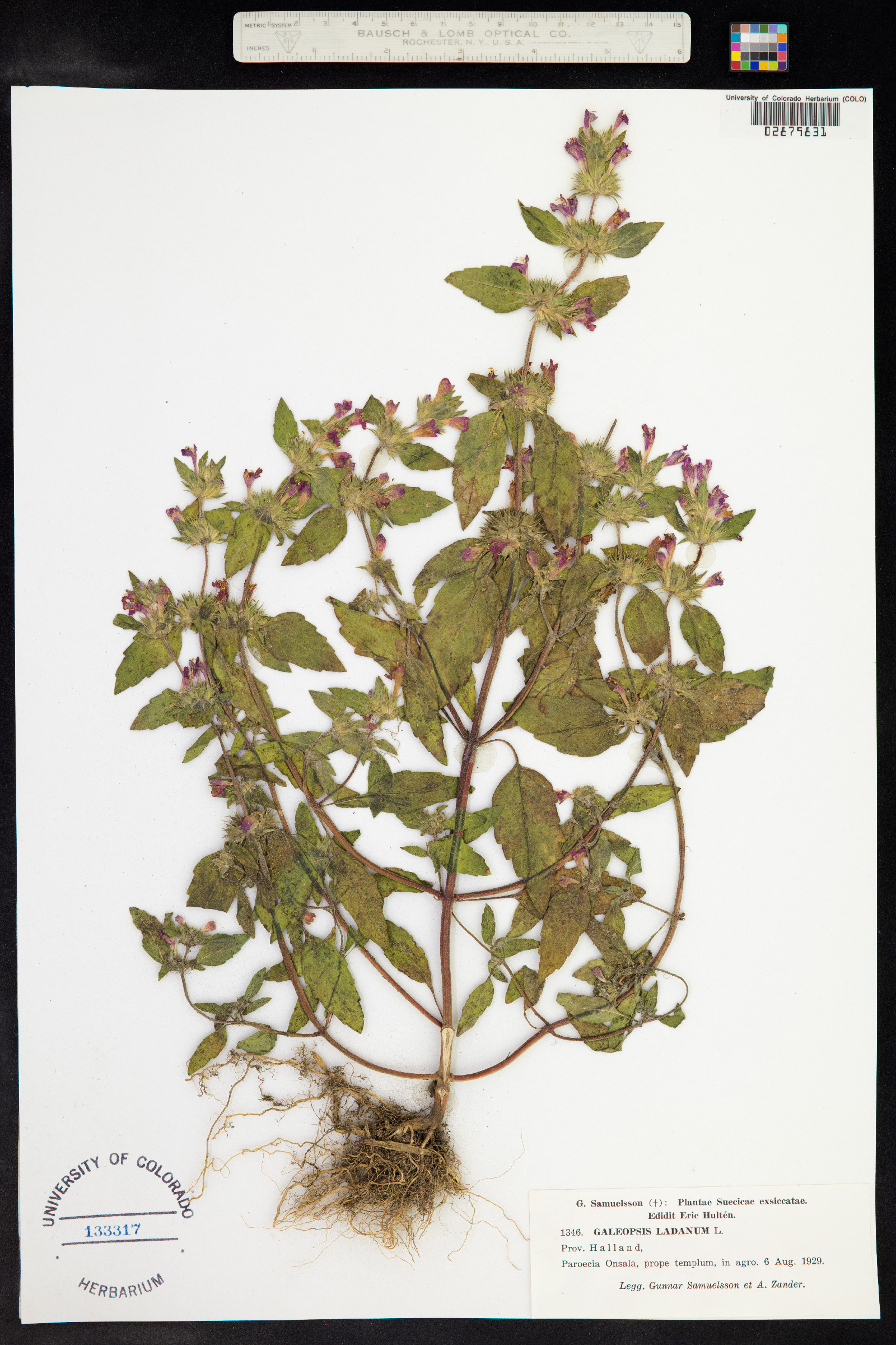 Galeopsis ladanum image