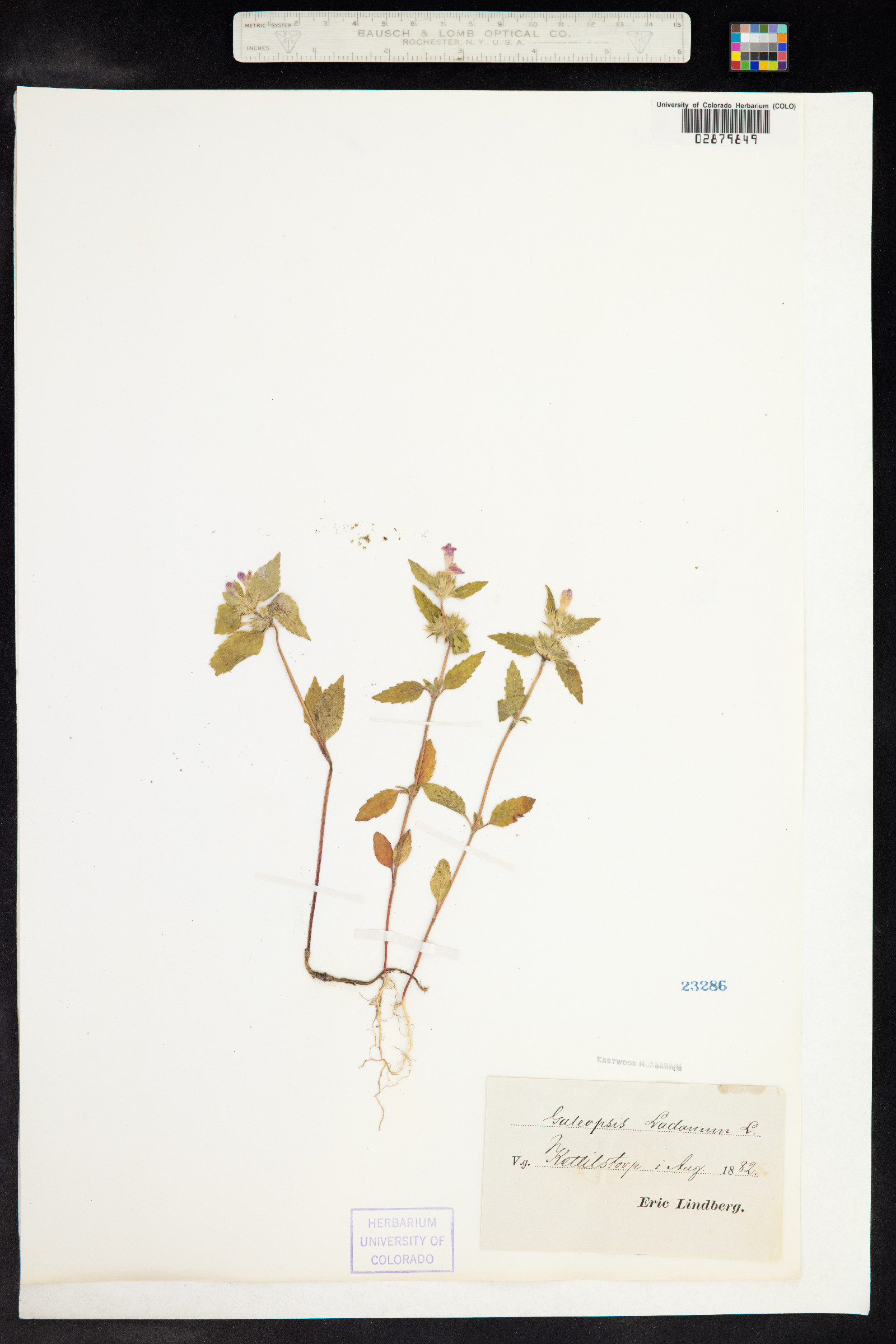 Galeopsis ladanum image