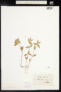 Galeopsis ladanum image