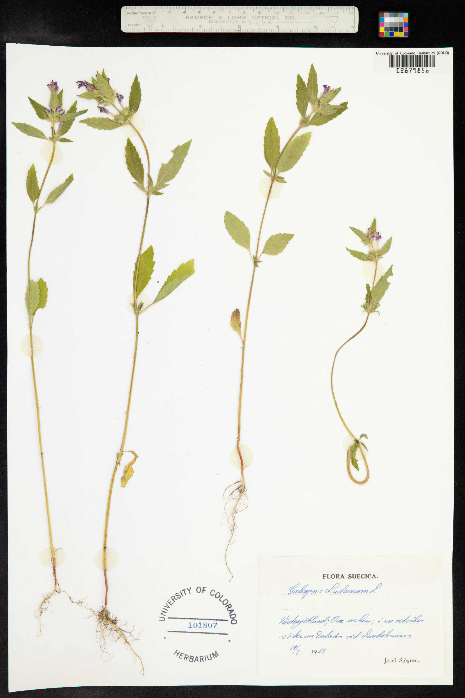 Galeopsis image