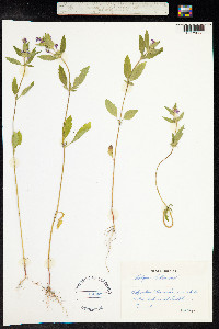 Galeopsis ladanum image