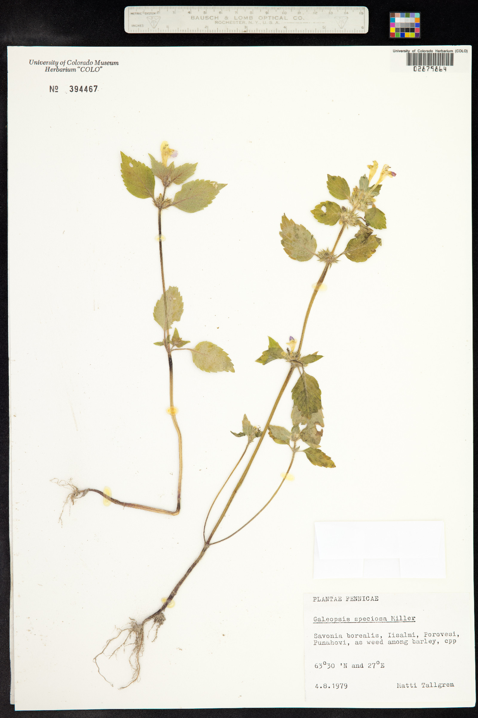 Galeopsis speciosa image