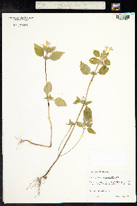 Galeopsis speciosa image