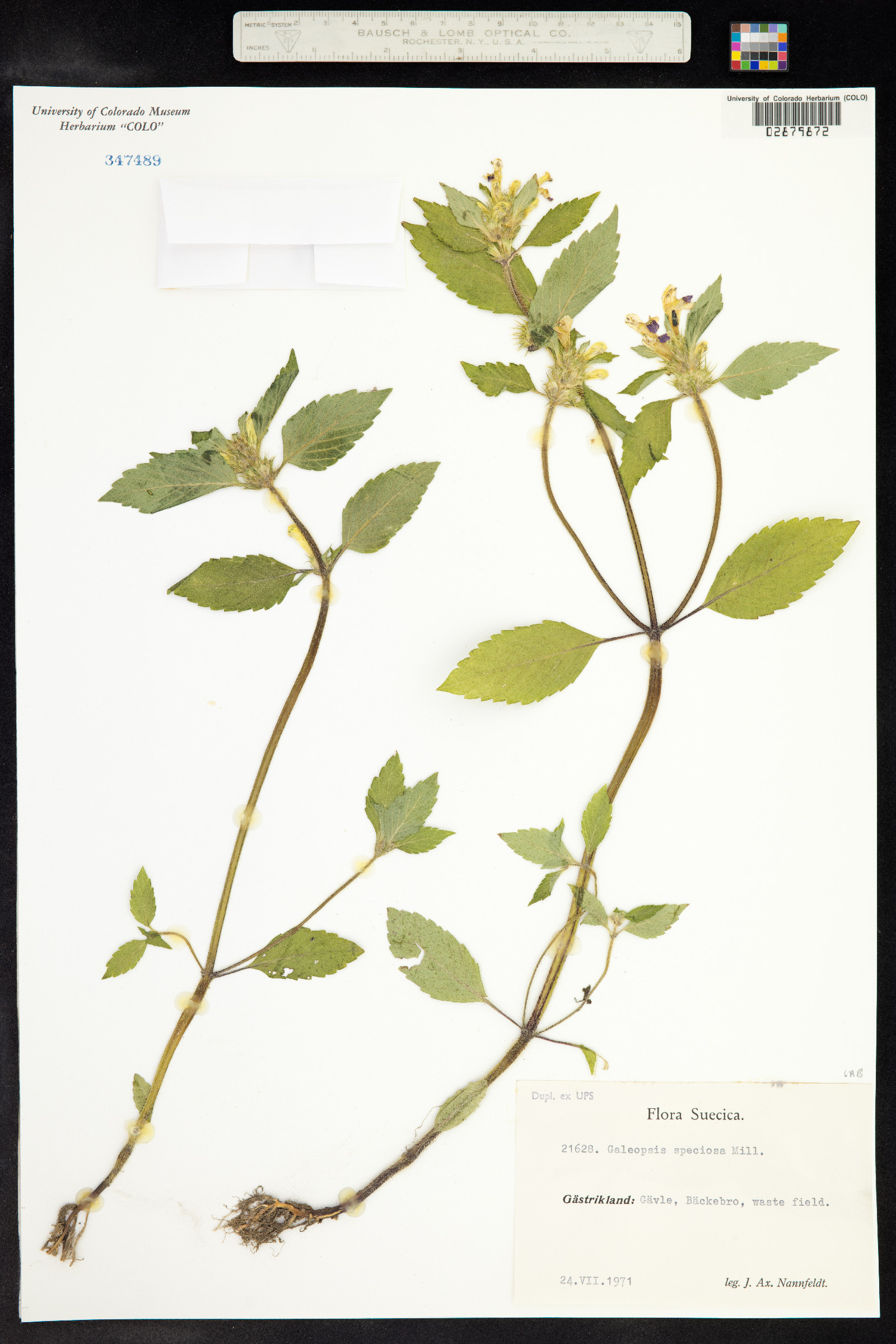 Galeopsis speciosa image