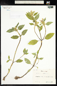 Galeopsis speciosa image