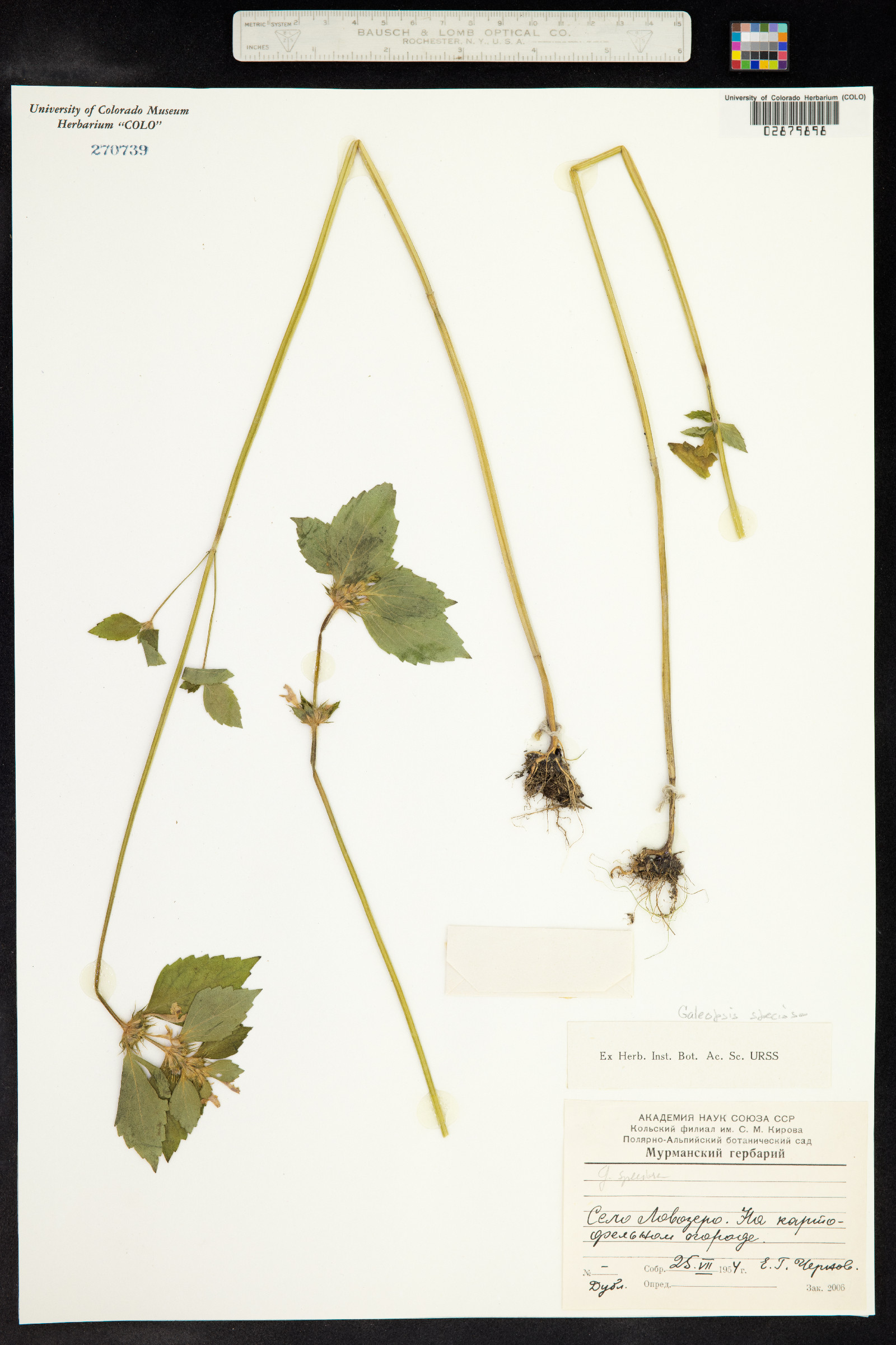 Galeopsis speciosa image