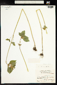 Galeopsis speciosa image