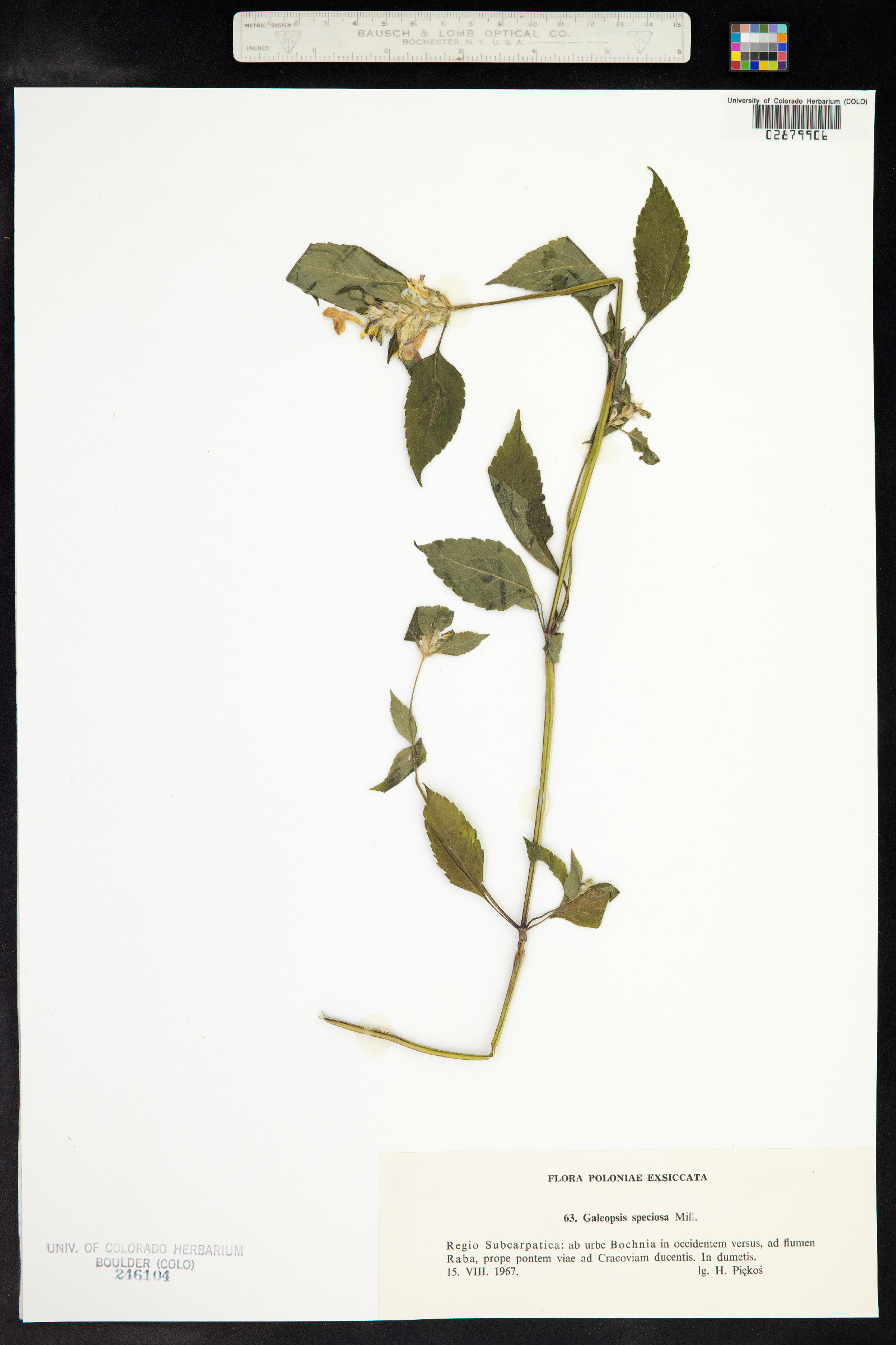 Galeopsis speciosa image