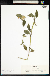 Galeopsis speciosa image