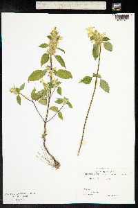 Galeopsis speciosa image