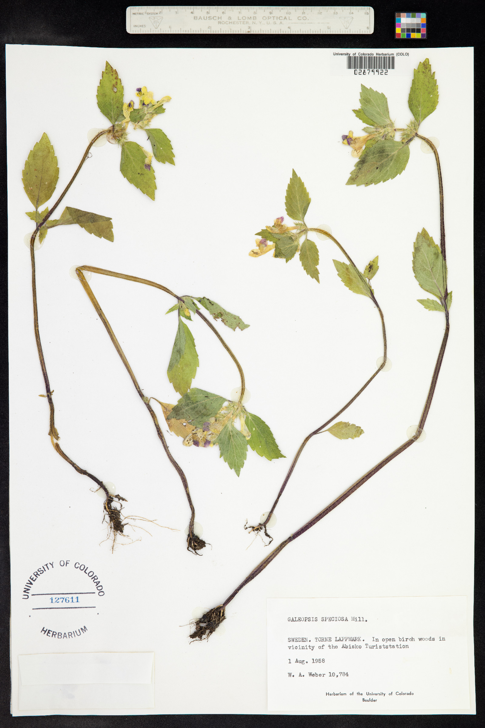 Galeopsis speciosa image