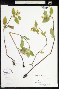 Galeopsis speciosa image