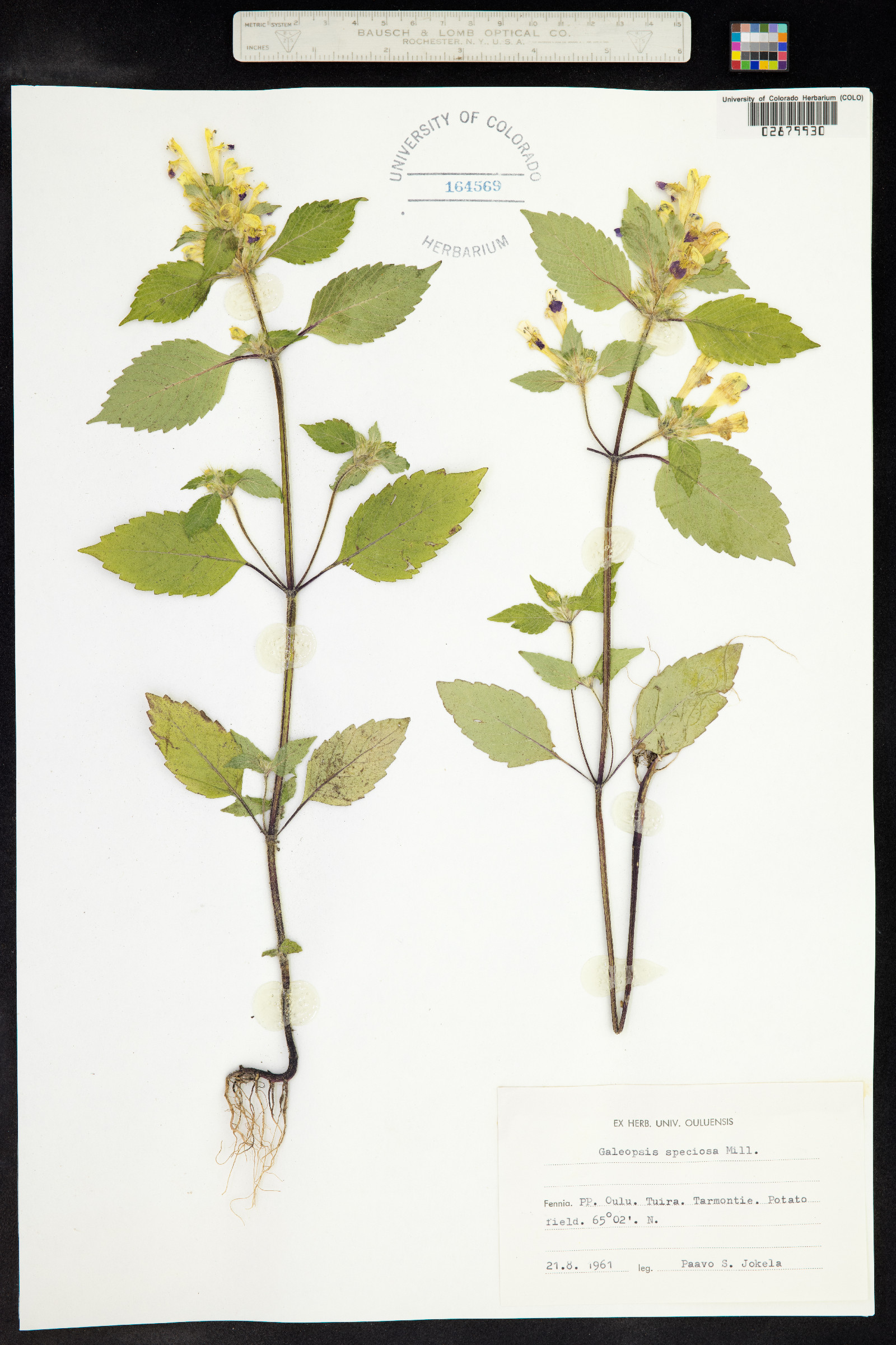 Galeopsis speciosa image
