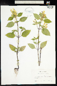 Image of Galeopsis speciosa