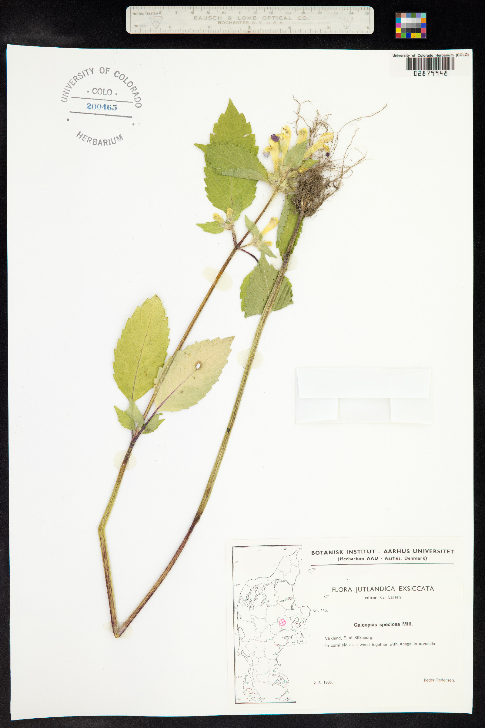 Galeopsis speciosa image