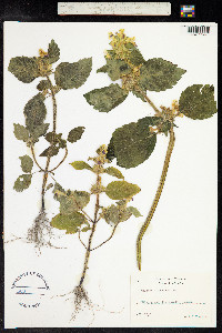 Galeopsis speciosa image