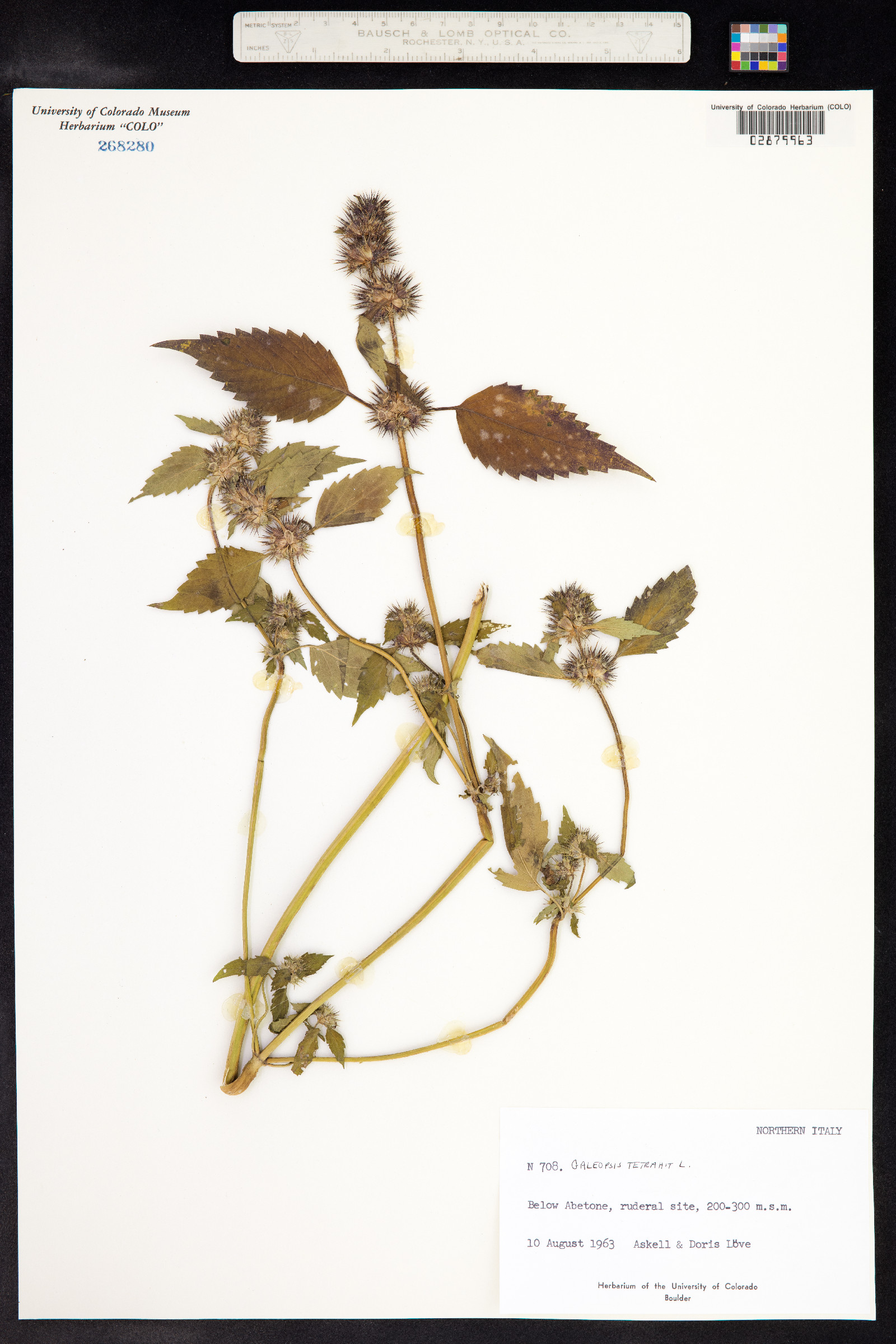 Galeopsis tetrahit image