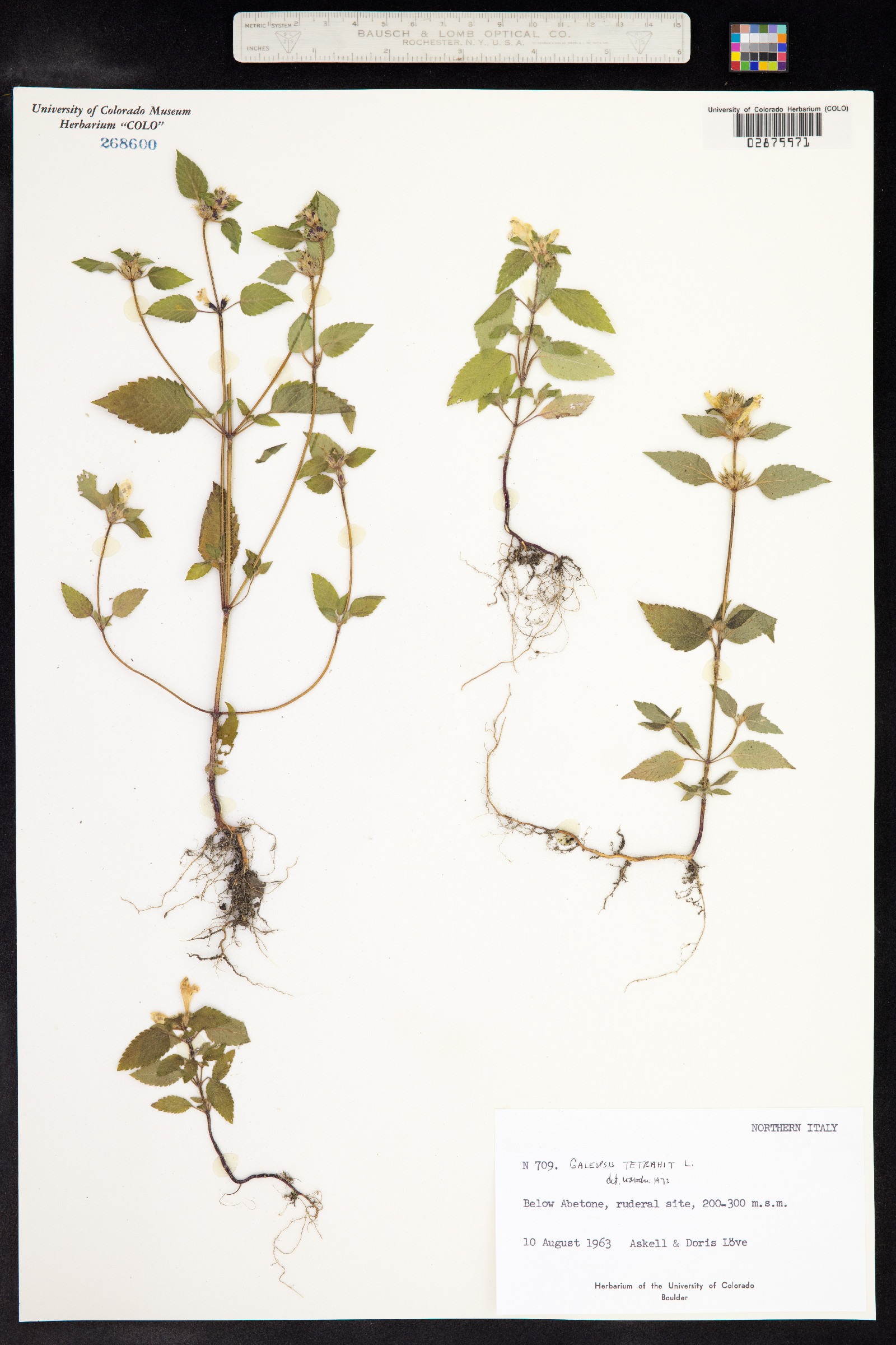 Galeopsis tetrahit image