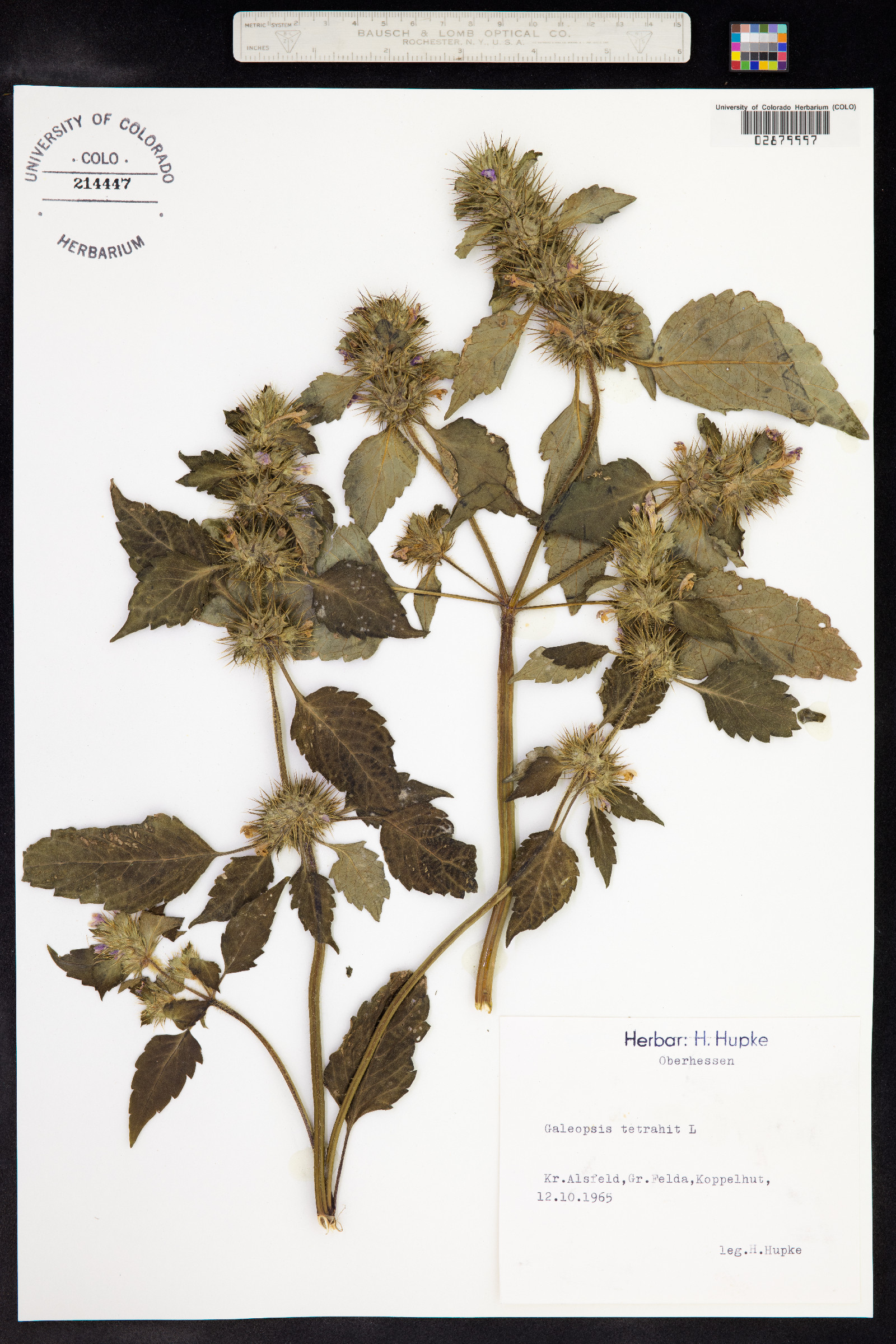 Galeopsis tetrahit image