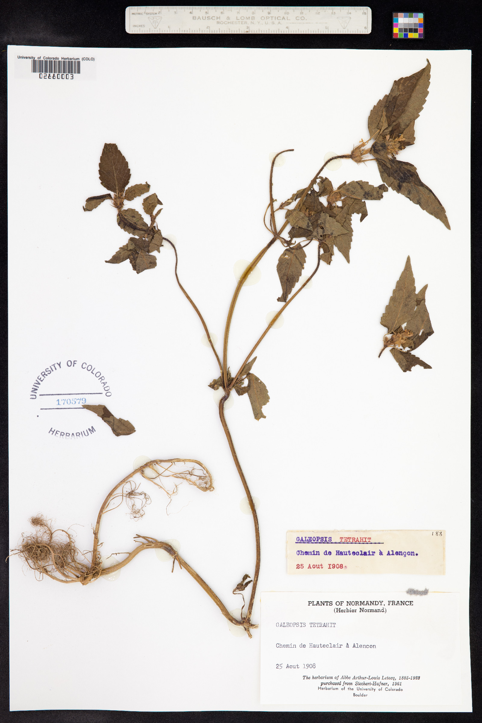 Galeopsis tetrahit image
