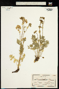 Image of Ligusticum mutellina