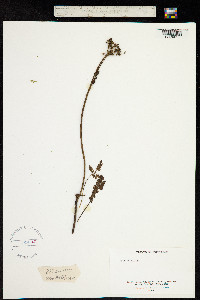Ligusticum mutellina image