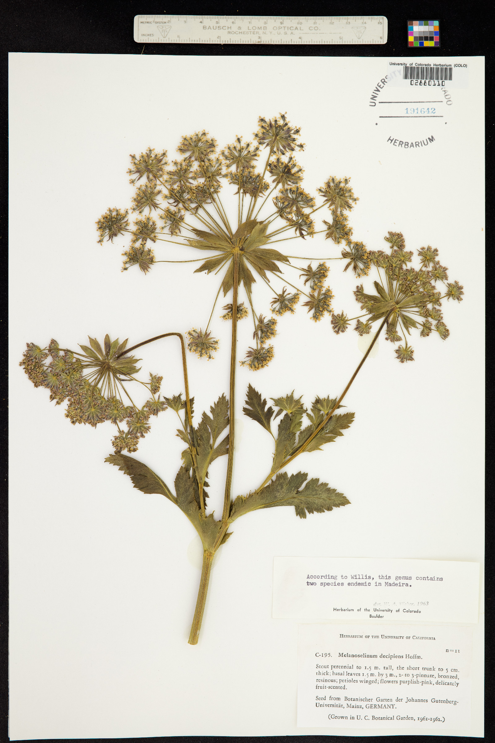 Daucus decipiens image