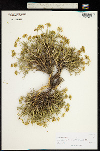 Mulinum spinosum image