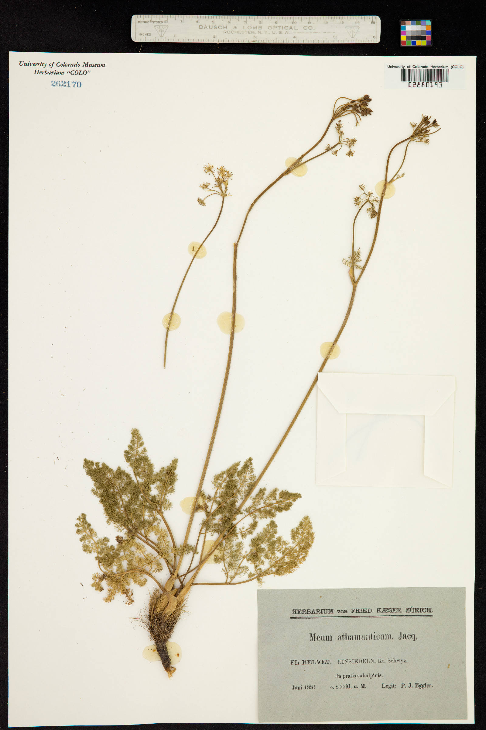 Meum athamanticum image