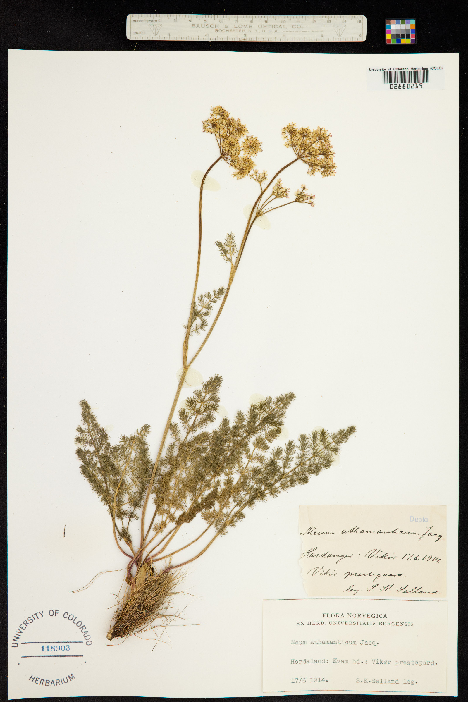 Meum athamanticum image