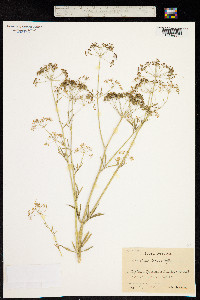 Image of Petroselinum crispum